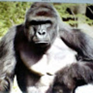 Meet your Posher, Andres